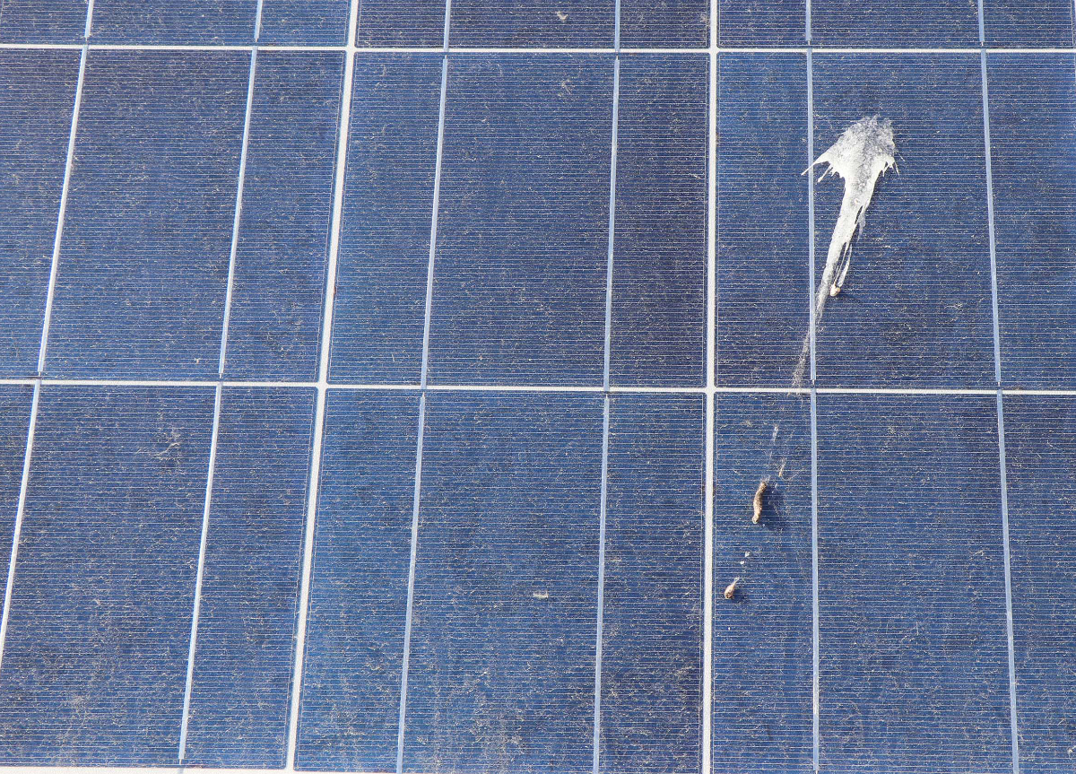 bird-dropping-solar-panels